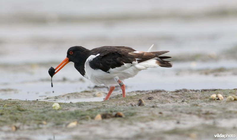 Scholekster vangt kokkels