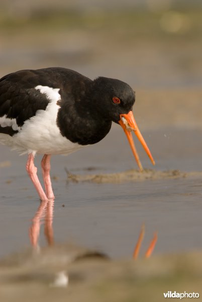 Scholekster eet tweekleppigen op Wad