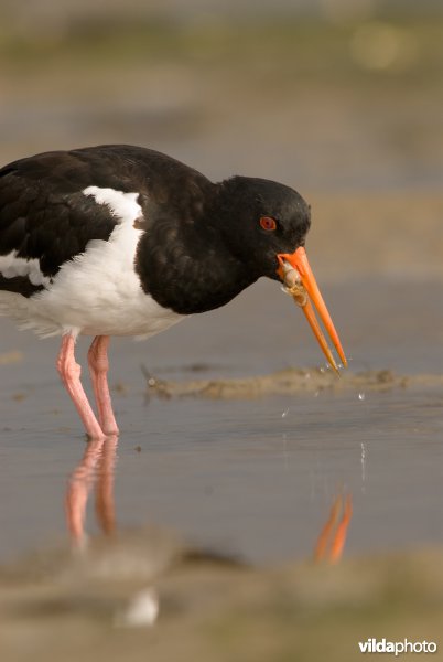 Scholekster eet tweekleppigen op Wad