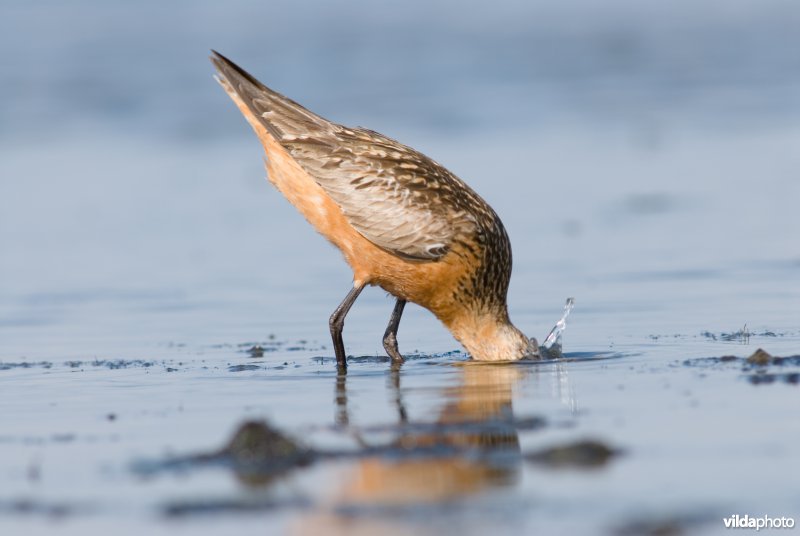 Rosse grutto zoekt voedsel op Wad