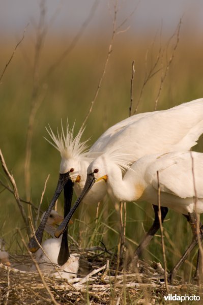 Ouders voeden jongen