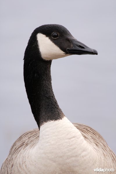 Portret van Canadese gans