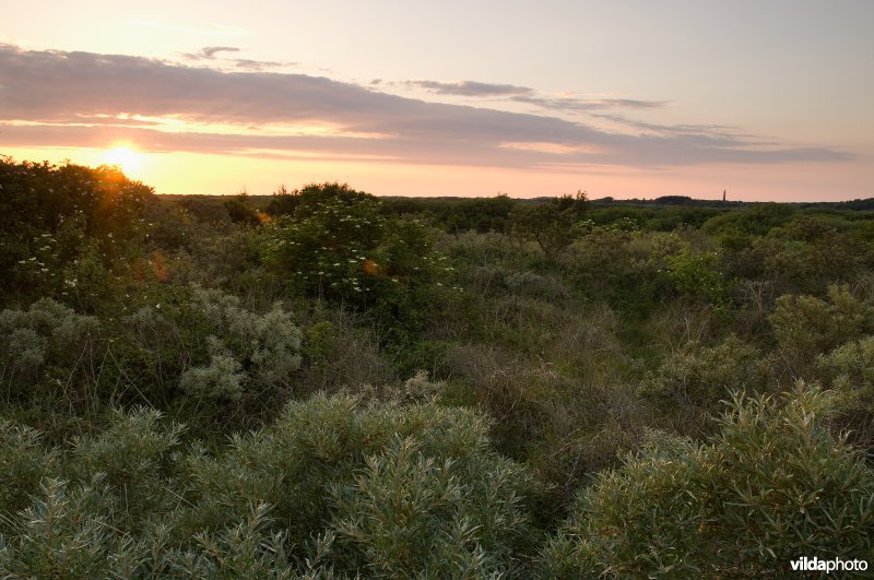 Struweel in duinlandschap