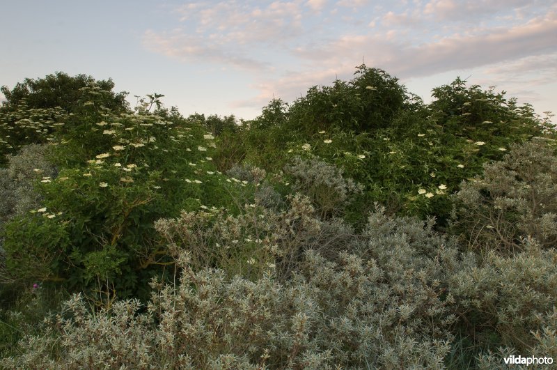 Struweel in duinlandschap