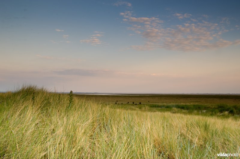 Groen strand op Schiermonnikoog