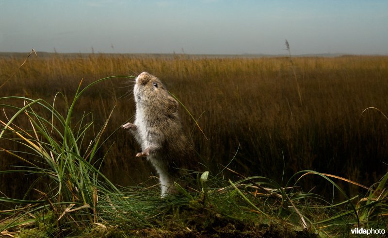 Noordse woelmuis en leefgebied