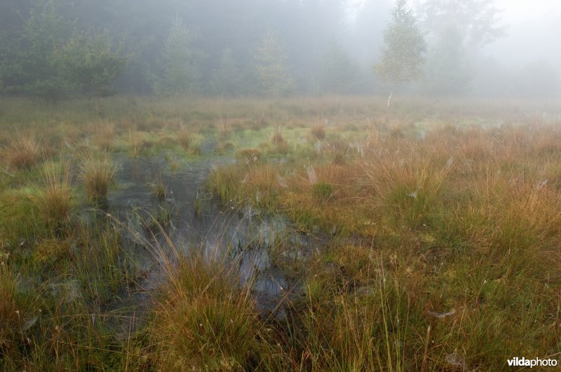 Pijpestrootje in veenmoeras