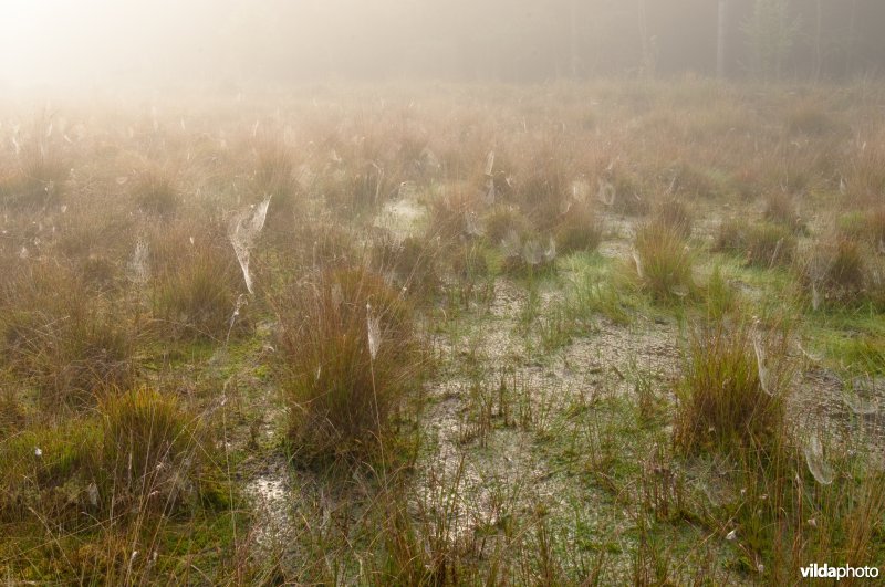 Spinnewebben in veenmoeras