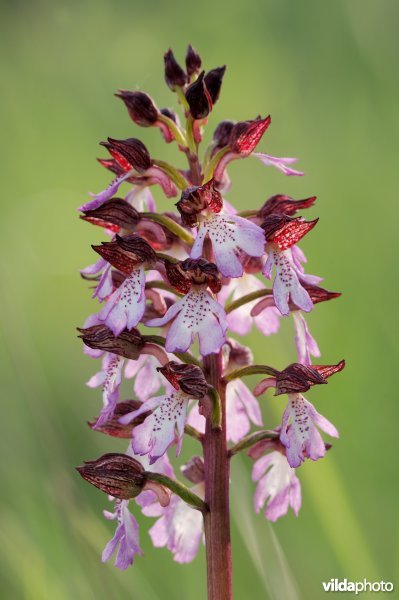 Purperorchis