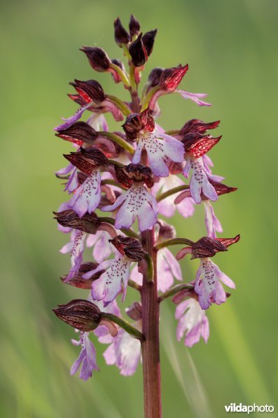 Purperorchis