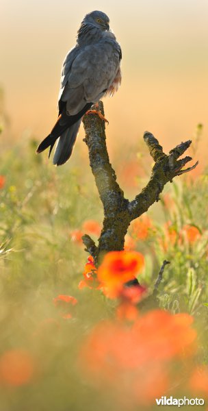 Grauwe kiekendief tussen de klaprozen