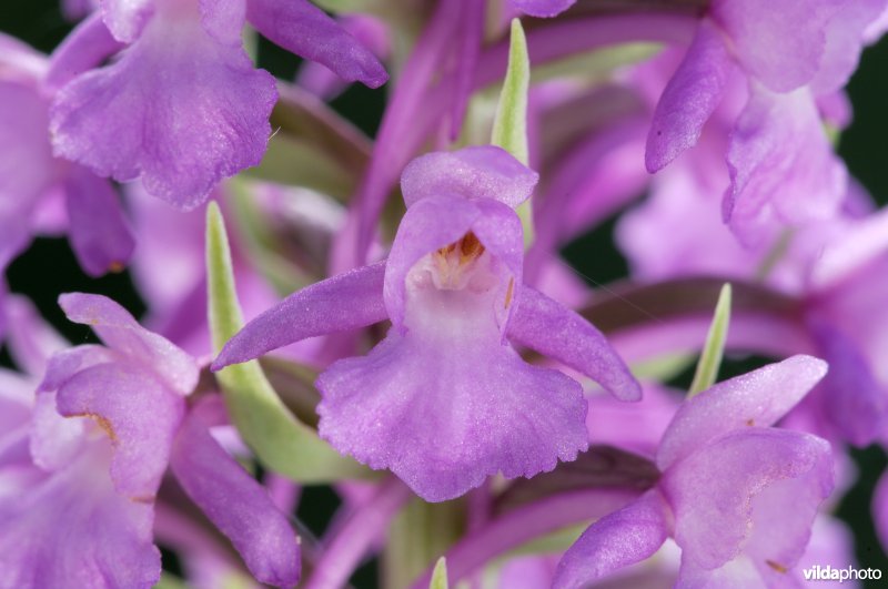 Grote muggenorchis