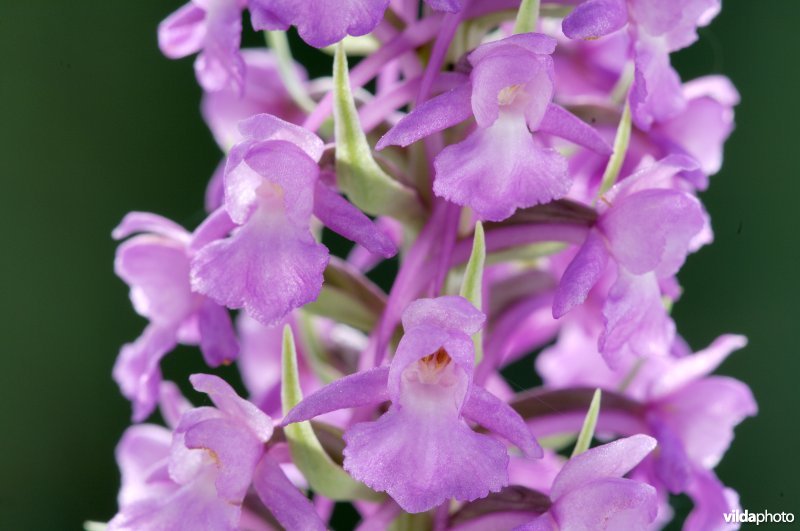 Grote muggenorchis