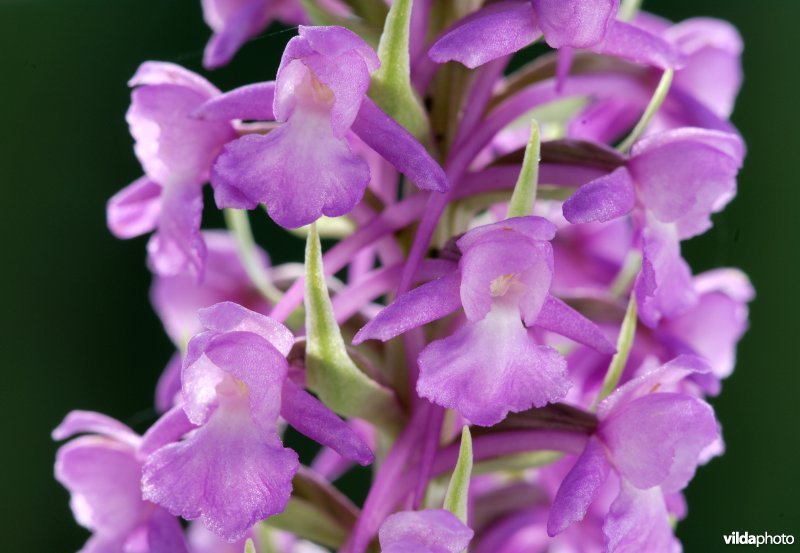 Grote muggenorchis