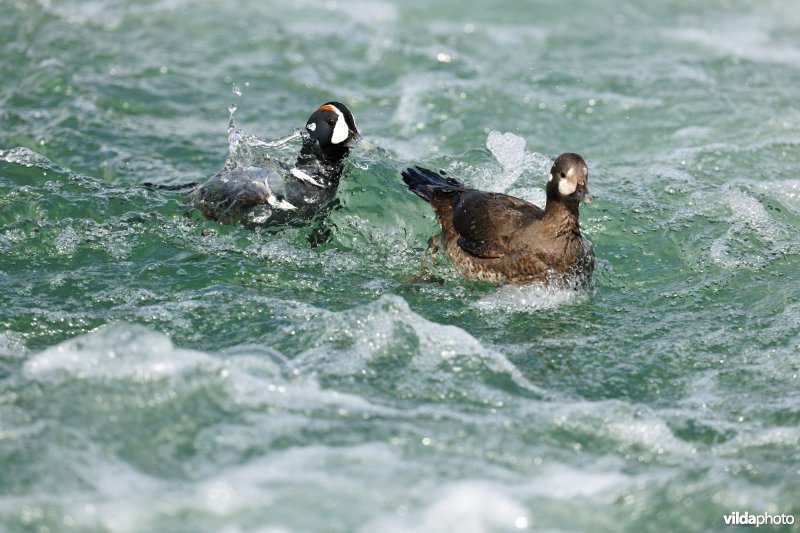 Harlekijneend op rivier