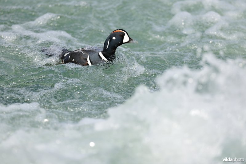 Harlekijneend op rivier