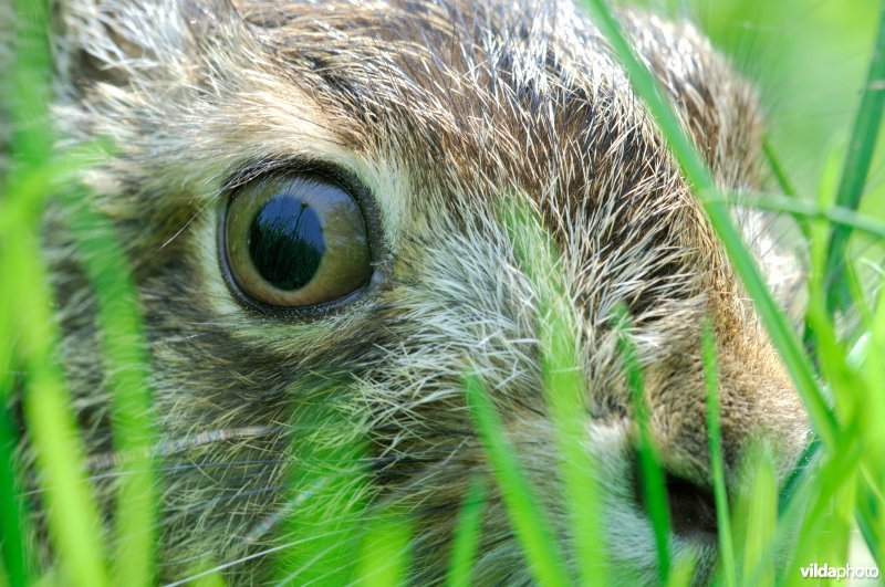 Close-up van een jong haasje