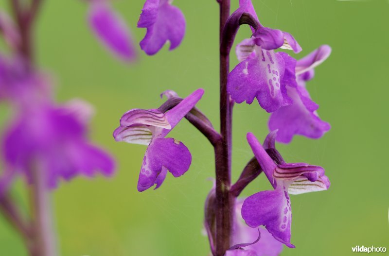 Harlekijnorchis