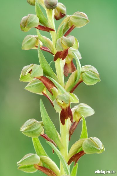 Groene nachtorchis