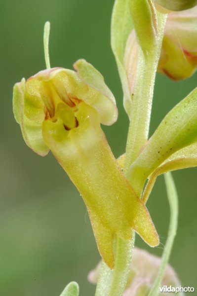 Groene nachtorchis