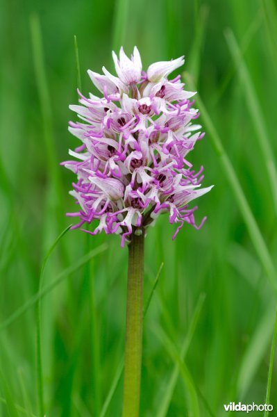 Aapjesorchis