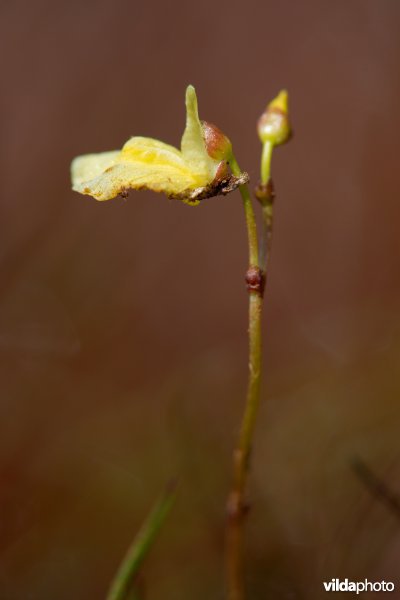 Groot blaasjeskruid