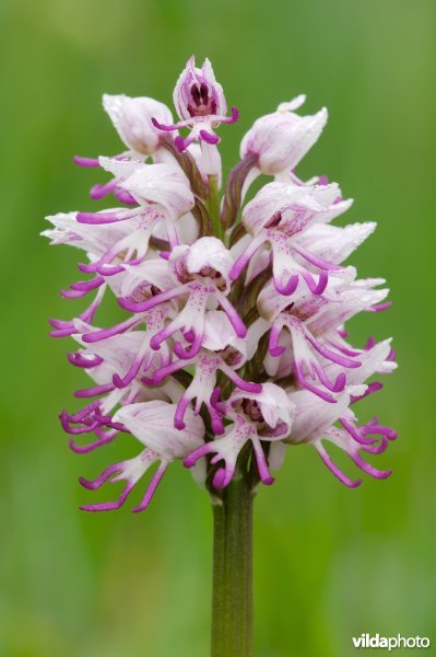 Aapjesorchis