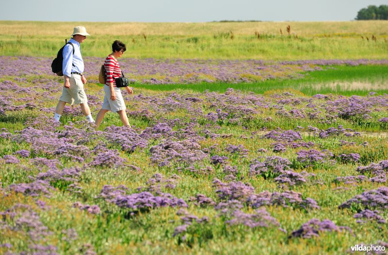 Wandelen tussen de bloeiende Lamsoor in het Zwin