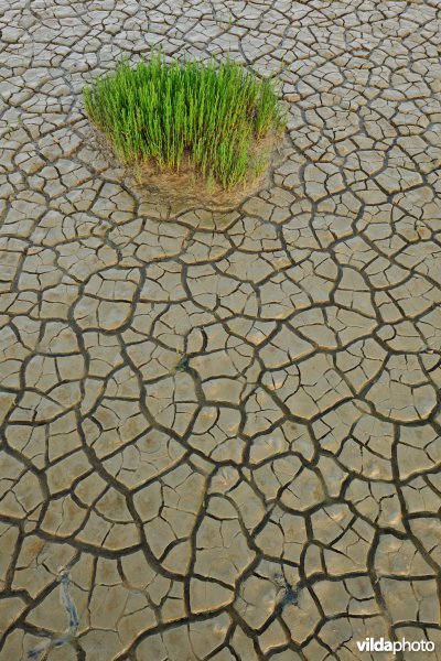 Reservaat De Ijzermonding