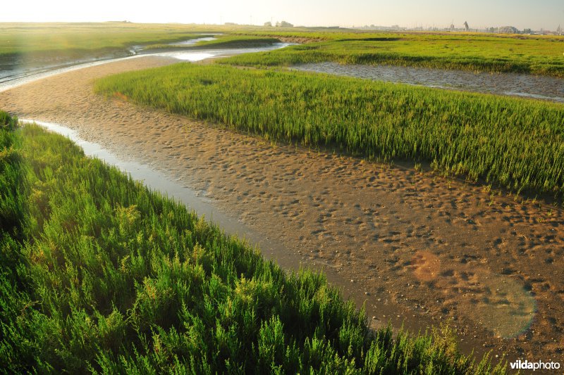 Reservaat De Ijzermonding
