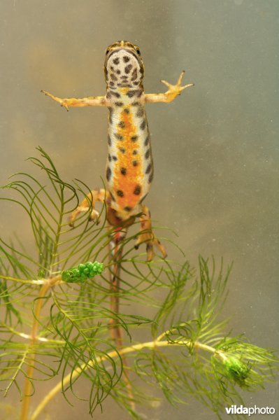 Buik van kleine watersalamander