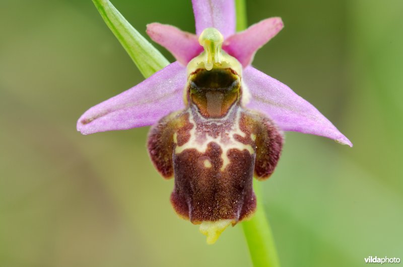 Hommelorchis