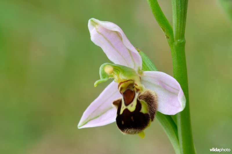 Bijenorchis