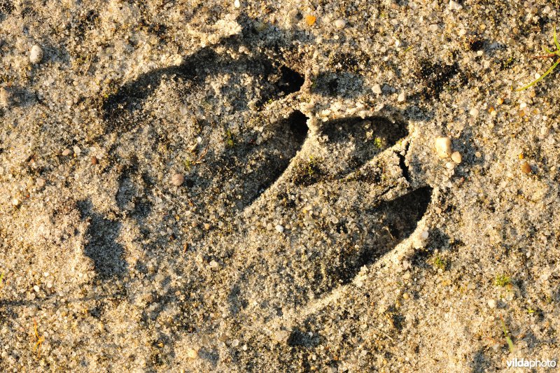 Spoor van ree