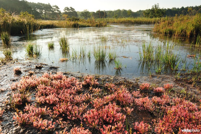 Natuurreservaat De Teut