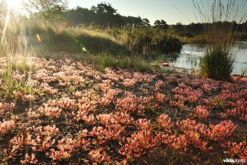 Natuurreservaat De Teut