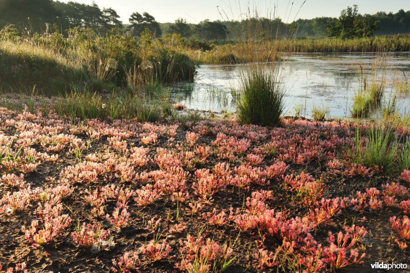 Natuurreservaat De Teut