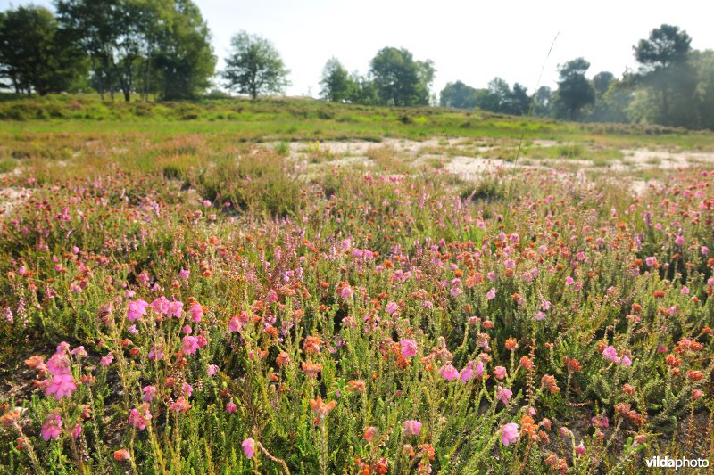 Vlaams Natuurreservaat Tenhaagdoornheide