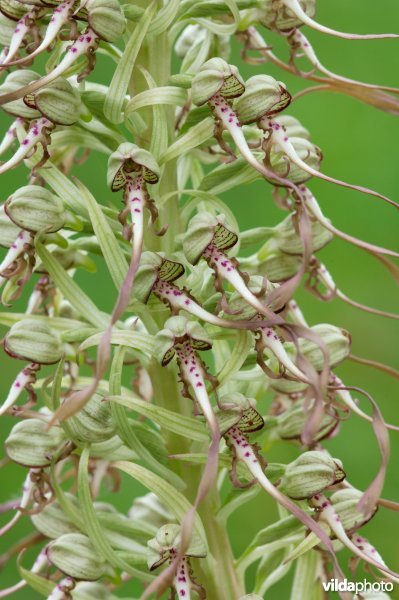 Bokkenorchis