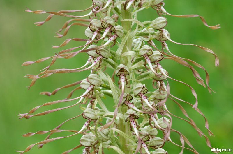 Bokkenorchis