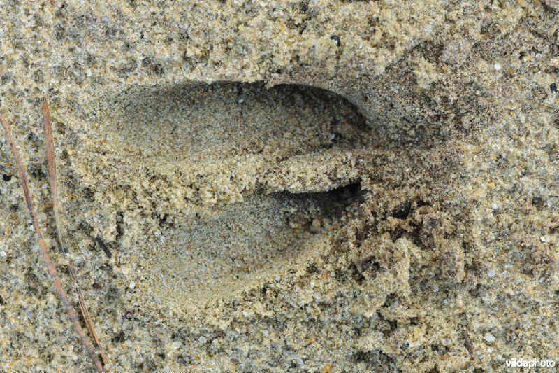 Spoor van ree