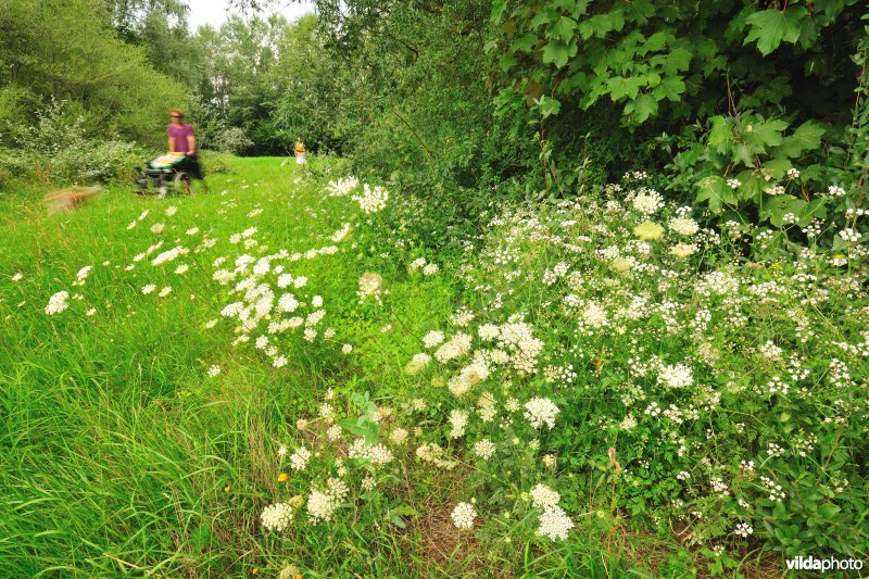 Kanaalbos