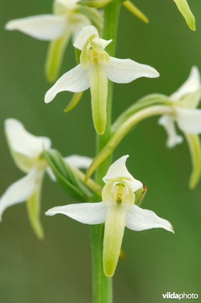 Welriekende nachtorchis