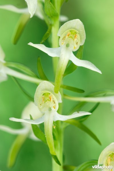 Twee bloempjes van Bergnachtorchis