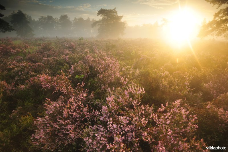 Neerharerheide in de Zijpbeekvallei