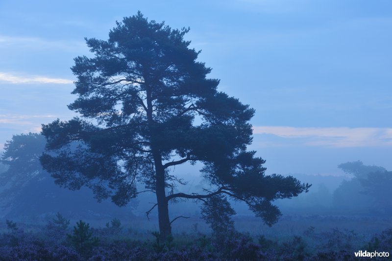 Neerharerheide in de Zijpbeekvallei