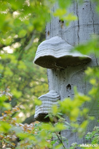 Tonderzwam in Kolmontbos