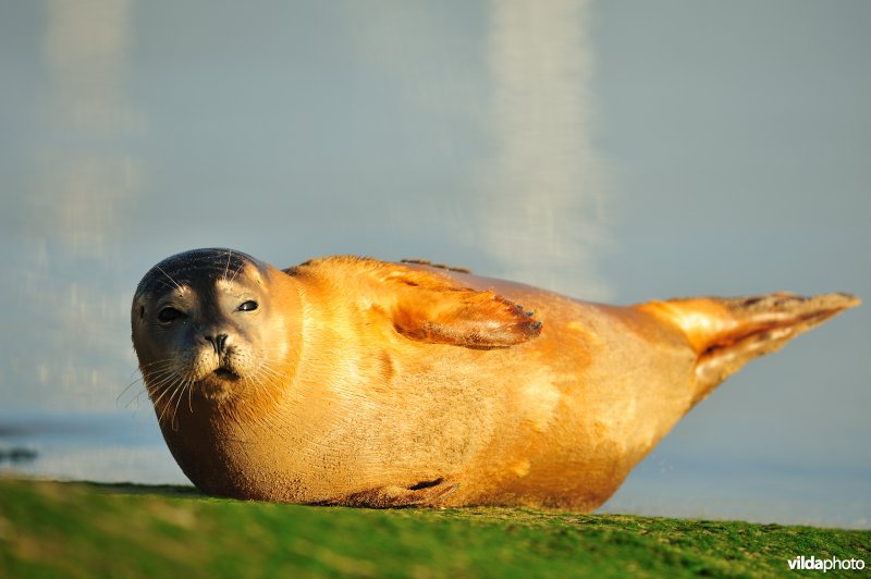 Zeehond in de Ijzermonding