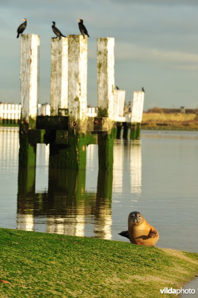 Zeehond in de Ijzermonding