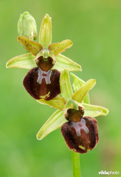 Bloempjes van spinnenorchis